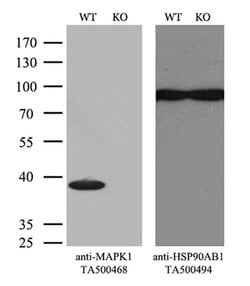 MAPK1 Mouse anti-Canine, Human, Rat, Clone: OTI6F8, liquid, TrueMAB 30