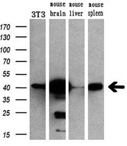 MAPK1 Mouse anti-Canine, Human, Rat, Clone: OTI6F8, lyophilized, TrueMAB