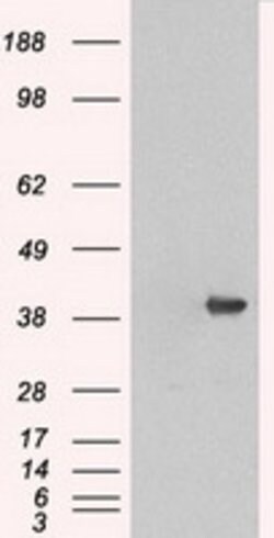 MAPK1 Mouse anti-Canine, Human, Rat, Clone: OTI4D10, lyophilized, TrueMAB