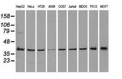 MAPK1 Mouse anti-Canine, Human, Rat, Clone: OTI4D10, lyophilized, TrueMAB