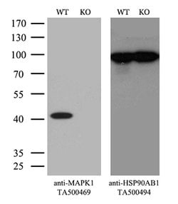 MAPK1 Mouse anti-Canine, Human, Rat, Clone: OTI4D10, lyophilized, TrueMAB