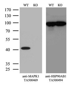 MAPK1 Mouse anti-Canine, Human, Rat, Clone: OTI4D10, liquid, TrueMAB 100