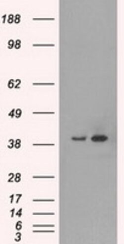 MAPK1 Mouse anti-Canine, Human, Rat, Clone: OTI9H1, lyophilized, TrueMAB