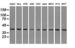MAPK1 Mouse anti-Canine, Human, Rat, Clone: OTI9H1, lyophilized, TrueMAB
