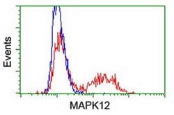 MAPK12 Mouse anti-Human, Clone: OTI10E1, liquid, TrueMAB 100 &mu;L; Unconjugated:Antibodies,