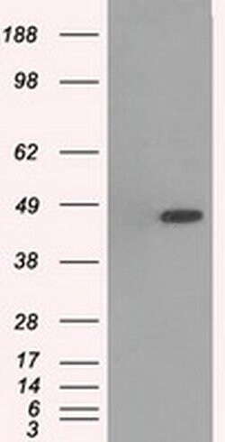MAPK12 Mouse anti-Human, Clone: OTI10E1, liquid, TrueMAB 100 &mu;L; Unconjugated:Antibodies,
