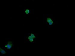 MAPK13 Monoclonal Antibody (OTI12D11), TrueMAB , OriGene:Antibodies:Primary