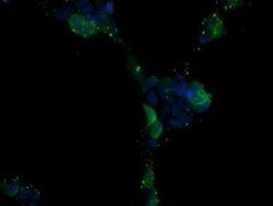 MAPK13 Monoclonal Antibody (OTI12C3), TrueMAB , OriGene 100 &mu;L; Unconjugated:Antibodies,