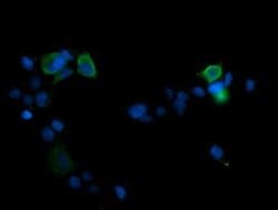MAPK13 Monoclonal Antibody (OTI12A11), TrueMAB , OriGene:Antibodies:Primary