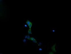 MAPK13 Monoclonal Antibody (OTI1H3), TrueMAB , OriGene 100 &mu;L; Unconjugated:Antibodies,