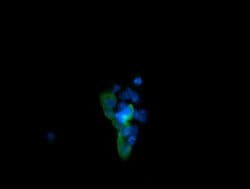 MAPK13 Mouse anti-Human, Clone: OTI2D1, lyophilized, TrueMAB 100 &mu;g;