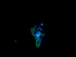 MAPK13 Monoclonal Antibody (OTI2D1), TrueMAB , OriGene 100 &mu;L; Unconjugated:Antibodies,