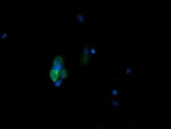 MAPK13 Monoclonal Antibody (OTI2F1), TrueMAB , OriGene 100 &mu;L; Unconjugated:Antibodies,