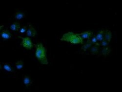 MAPK13 Monoclonal Antibody (OTI2A10), TrueMAB , OriGene:Antibodies:Primary