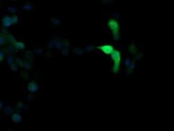 MAPK13 Monoclonal Antibody (OTI2G6), TrueMAB , OriGene:Antibodies:Primary