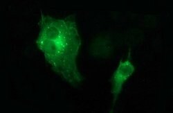 MAPK13 Mouse anti-Human, Clone: OTI2C7, lyophilized, TrueMAB 100 &mu;g;