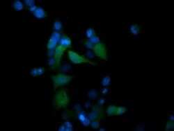 MAPK13 Monoclonal Antibody (OTI2G5), TrueMAB , OriGene:Antibodies:Primary