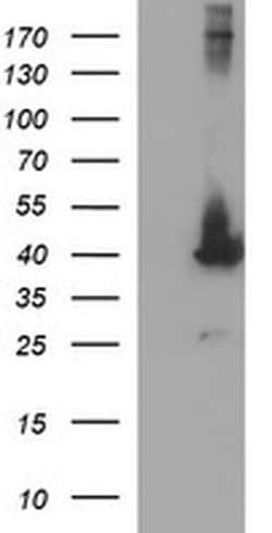 MAPK13 Monoclonal Antibody (OTI12C6), TrueMAB , OriGene:Antibodies:Primary