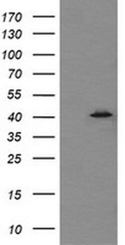 MAPK13 Monoclonal Antibody (OTI12A11), TrueMAB , OriGene:Antibodies:Primary