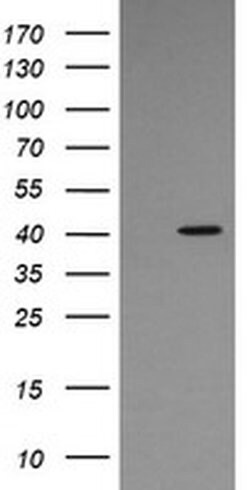MAPK13 Monoclonal Antibody (OTI12B6), TrueMAB , OriGene:Antibodies:Primary