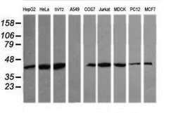 MAPK13 Monoclonal Antibody (OTI2G6), TrueMAB , OriGene 100 &mu;L; Unconjugated:Antibodies,