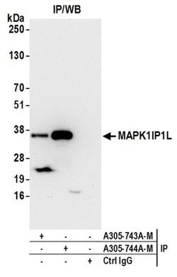 MAPK1IP1L Polyclonal Antibody, Bethyl Laboratories:Antibodies:Primary Antibodies