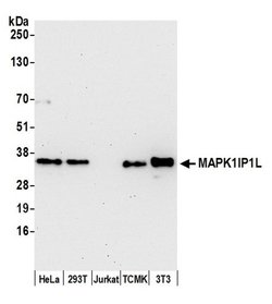 MAPK1IP1L Polyclonal Antibody, Bethyl Laboratories 20 &mu;L; Unconjugated:Antibodies,