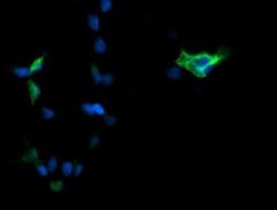 MAPK3 Monoclonal Antibody (OTI4D7), TrueMAB , OriGene 100 &mu;L; Unconjugated:Antibodies,