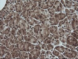 MAPK3 Mouse anti-Canine, Human, Clone: OTI4D7, lyophilized, TrueMAB 100