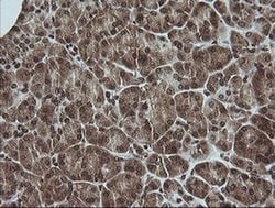 MAPK3 Monoclonal Antibody (OTI4D7), TrueMAB , OriGene 100 &mu;L; Unconjugated:Antibodies,