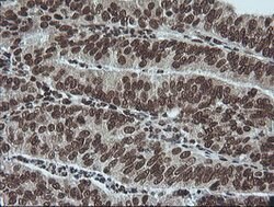 MAPK3 Mouse anti-Canine, Human, Clone: OTI4D7, lyophilized, TrueMAB 100