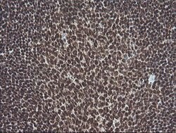 MAPK3 Mouse anti-Canine, Human, Clone: OTI4D7, lyophilized, TrueMAB 100
