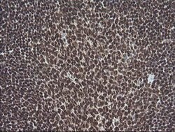 MAPK3 Monoclonal Antibody (OTI4D7), TrueMAB , OriGene 100 &mu;L; Unconjugated:Antibodies,