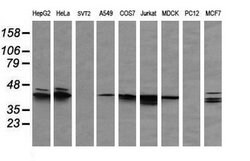 MAPK3 Mouse anti-Canine, Human, Clone: OTI4D7, lyophilized, TrueMAB 100
