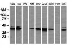 MAPK3 Monoclonal Antibody (OTI4D7), TrueMAB , OriGene 100 &mu;L; Unconjugated:Antibodies,