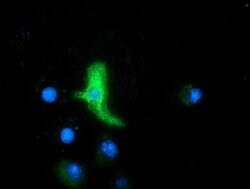 MAPK7 Mouse anti-Human, Clone: OTI4F9, lyophilized, TrueMAB 100 &mu;g;