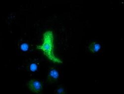 MAPK7 Monoclonal Antibody (OTI4F9), TrueMAB , OriGene 30 &mu;L; Unconjugated:Antibodies,