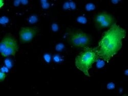MAPK7 Monoclonal Antibody (OTI1G1), TrueMAB , OriGene 30 &mu;L; Unconjugated:Antibodies,