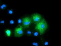 MAPK7 Mouse anti-Human, Clone: OTI4C1, lyophilized, TrueMAB 100 &mu;g;