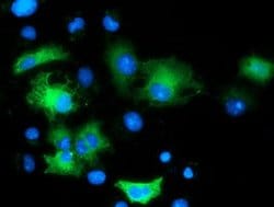 MAPK7 Monoclonal Antibody (OTI4D6), TrueMAB , OriGene 100 &mu;L; Unconjugated:Antibodies,