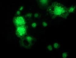 MAPK7 Monoclonal Antibody (OTI1A4), TrueMAB , OriGene:Antibodies:Primary