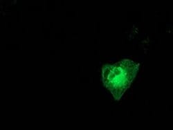 MAPK7 Monoclonal Antibody (OTI5C7), TrueMAB , OriGene 100 &mu;L; Unconjugated:Antibodies,