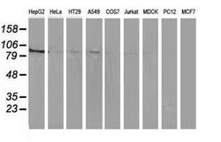 MAPK7 Mouse anti-Human, Clone: OTI3H2, lyophilized, TrueMAB 100 &mu;g;