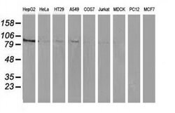 MAPK7 Mouse anti-Human, Clone: OTI3H2, liquid, TrueMAB 100 &mu;L; Unconjugated:Antibodies,