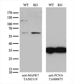 MAPK7 Mouse anti-Human, Clone: OTI3H2, lyophilized, TrueMAB 100 &mu;g;