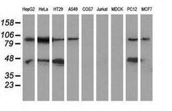MAPK7 Monoclonal Antibody (OTI2E2), TrueMAB , OriGene:Antibodies:Primary