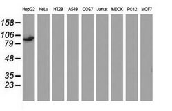 MAPK7 Mouse anti-Human, Clone: OTI4F9, lyophilized, TrueMAB 100 &mu;g;