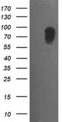 MAPK7 Monoclonal Antibody (OTI1G1), TrueMAB , OriGene 30 &mu;L; Unconjugated:Antibodies,