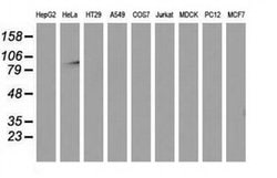 MAPK7 Monoclonal Antibody (OTI4D6), TrueMAB , OriGene:Antibodies:Primary