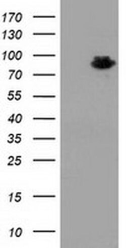 MAPK7 Monoclonal Antibody (OTI1A4), TrueMAB , OriGene 100 &mu;L; Unconjugated:Antibodies,